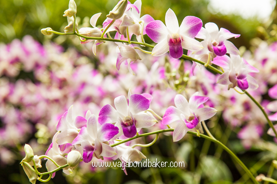 Singapore Botanic Gardens, free things to do in Singapore