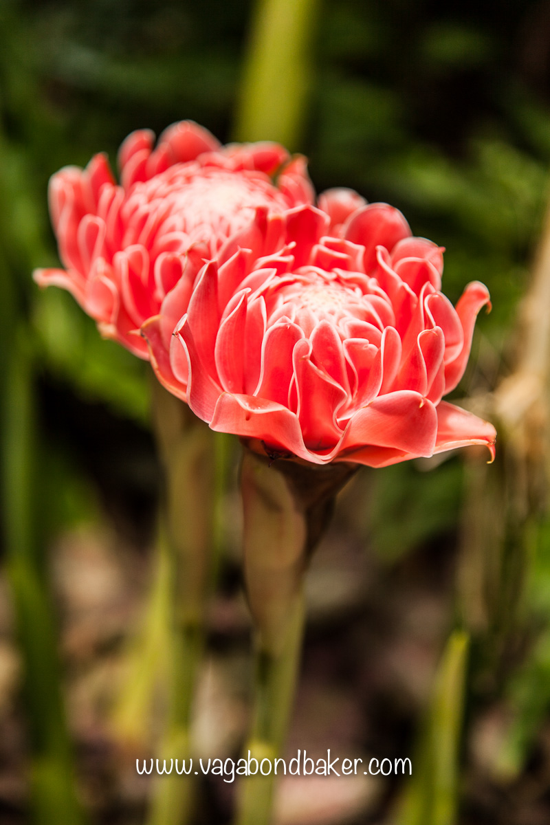 Singapore Botanic Gardens, free things to do in Singapore