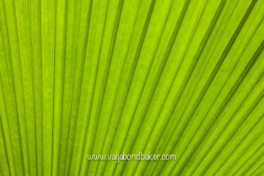 Singapore Botanic Gardens, free things to do in Singapore