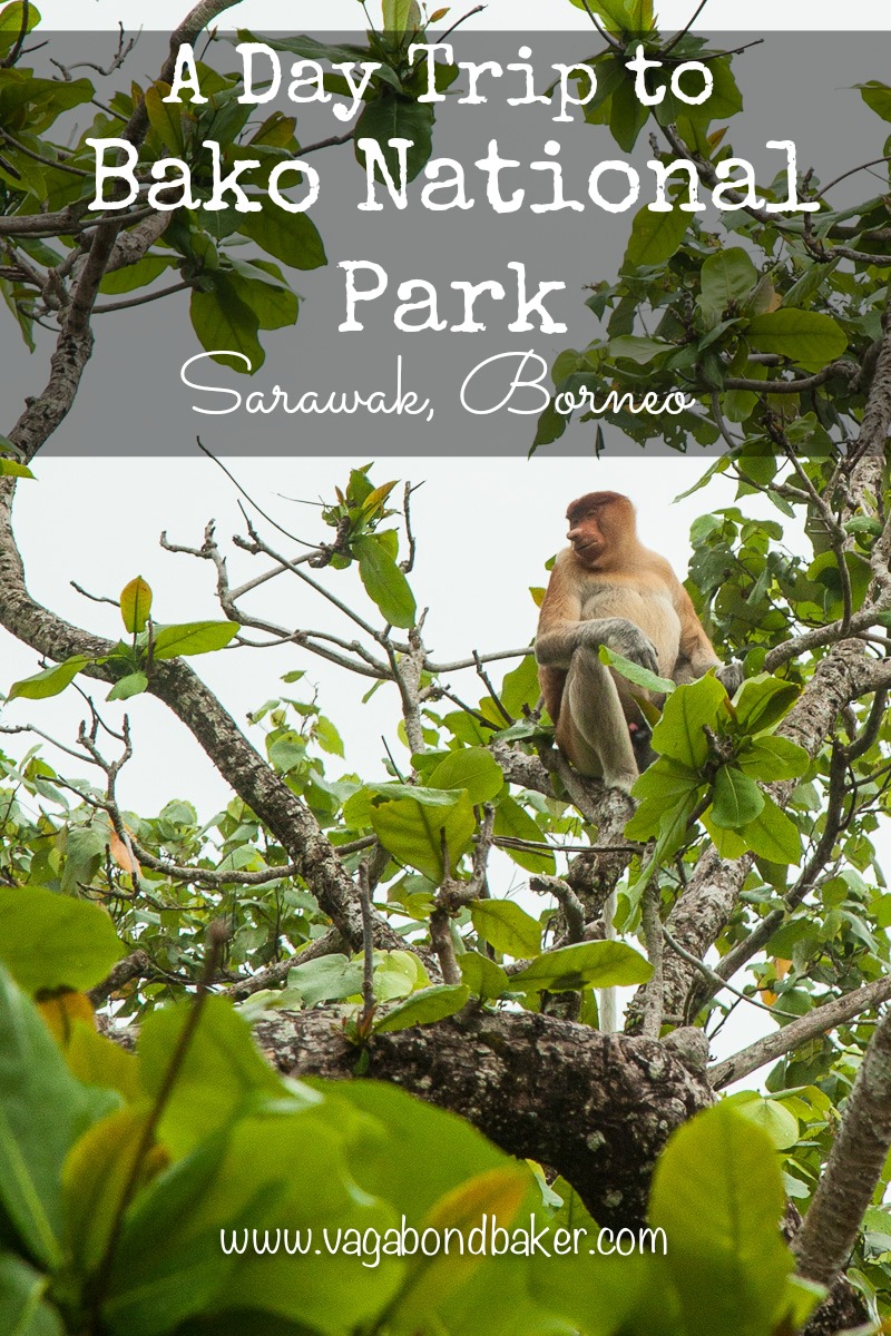 A Day Trip To Bako National Park // Sarawak // Borneo