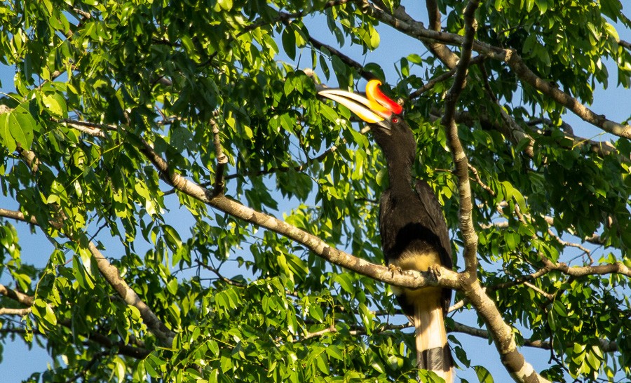 Kinabatangan River, Borneo