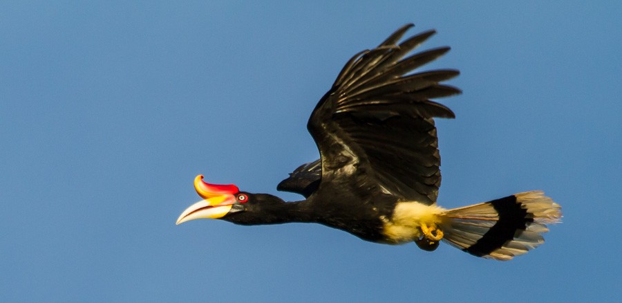 Kinabatangan River, Borneo
