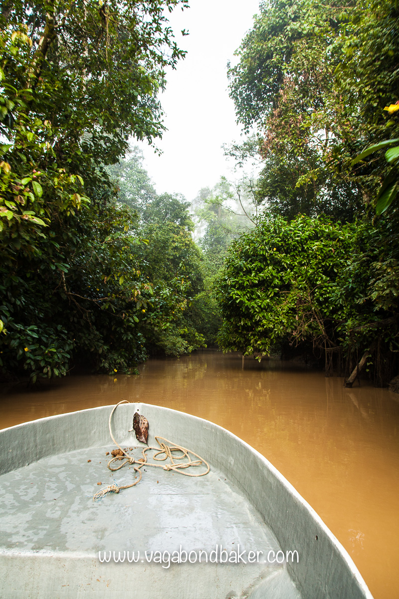 Kinabatangan River, Borneo