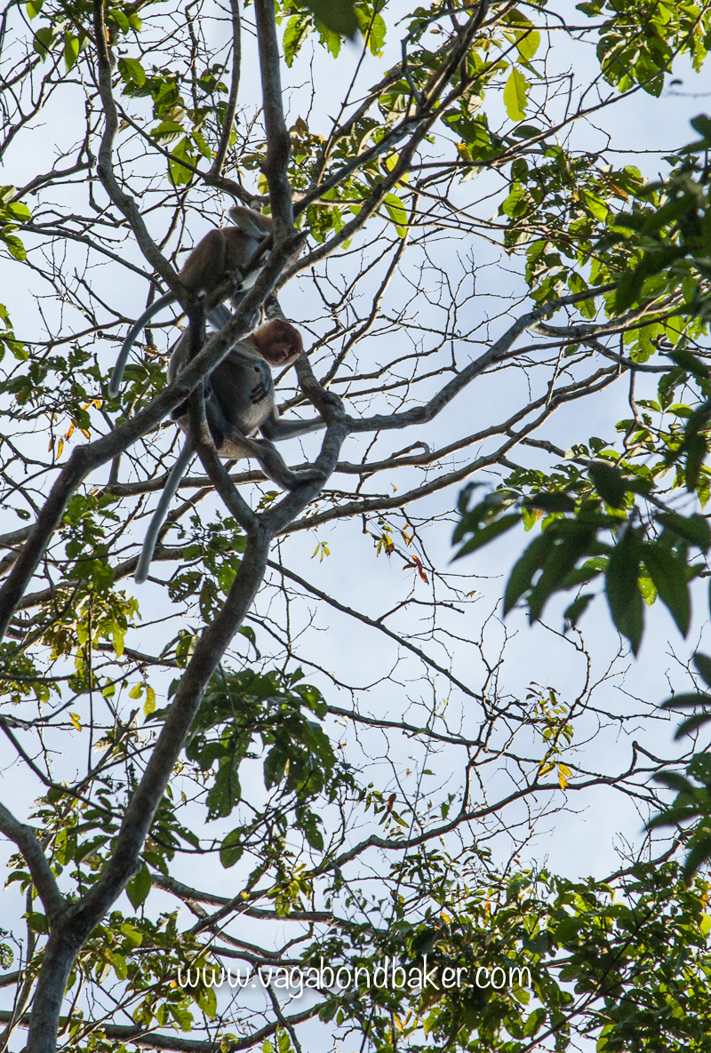 Kinabatangan River, Borneo