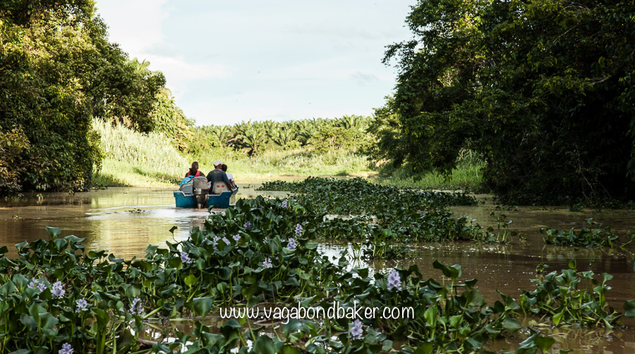Kinabatangan River, Borneo