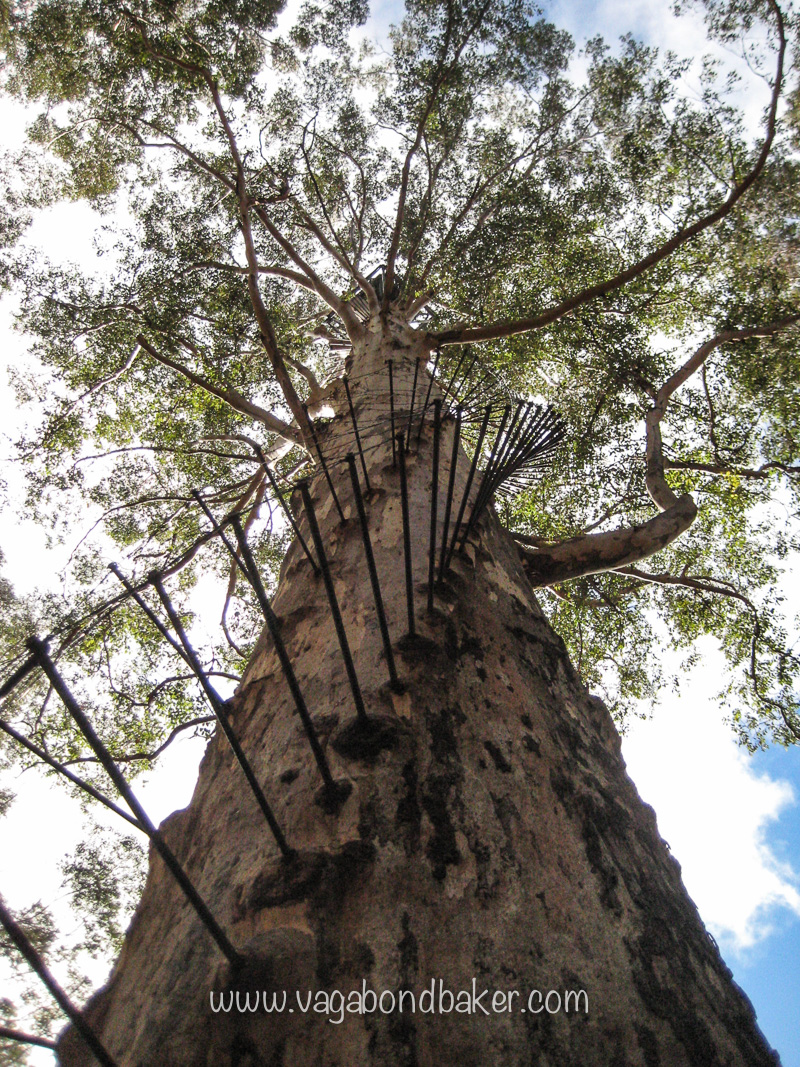 Pemberton Karri Forest