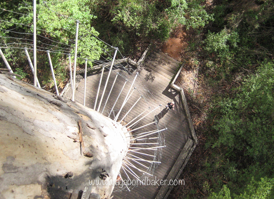 Pemberton Karri Forest