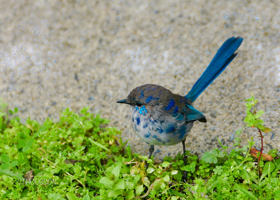 This tiny fairy wren hopped around the picnic site!