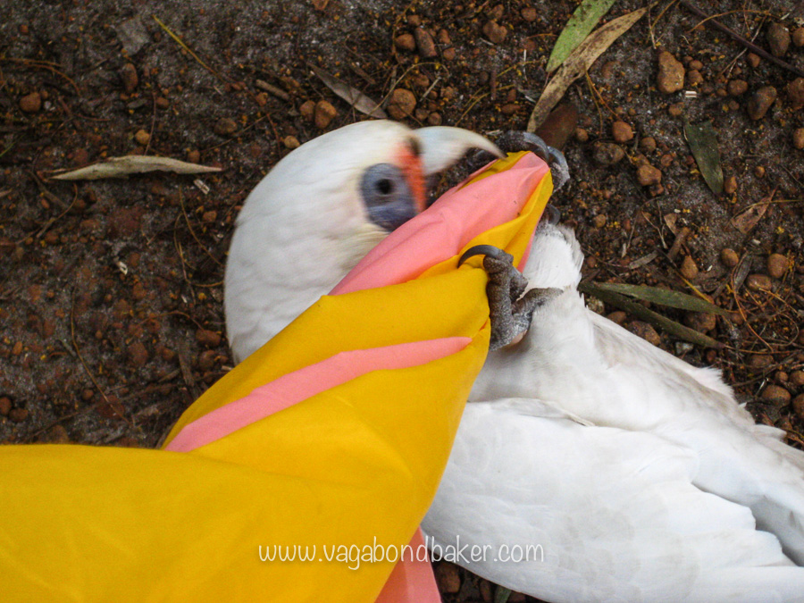 Dinosaur and Parrot Park