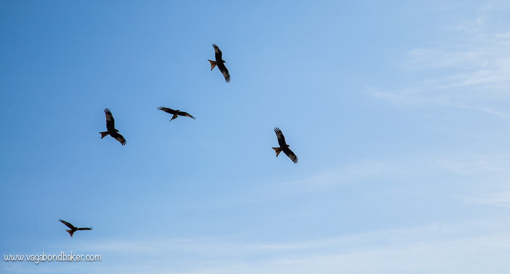 Red Kites at Bellymack Hill Farm // Scotland // Dumfries and Galloway