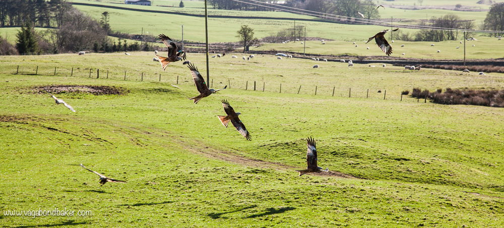 Red Kites at Bellymack Hill Farm // Scotland // Dumfries and Galloway