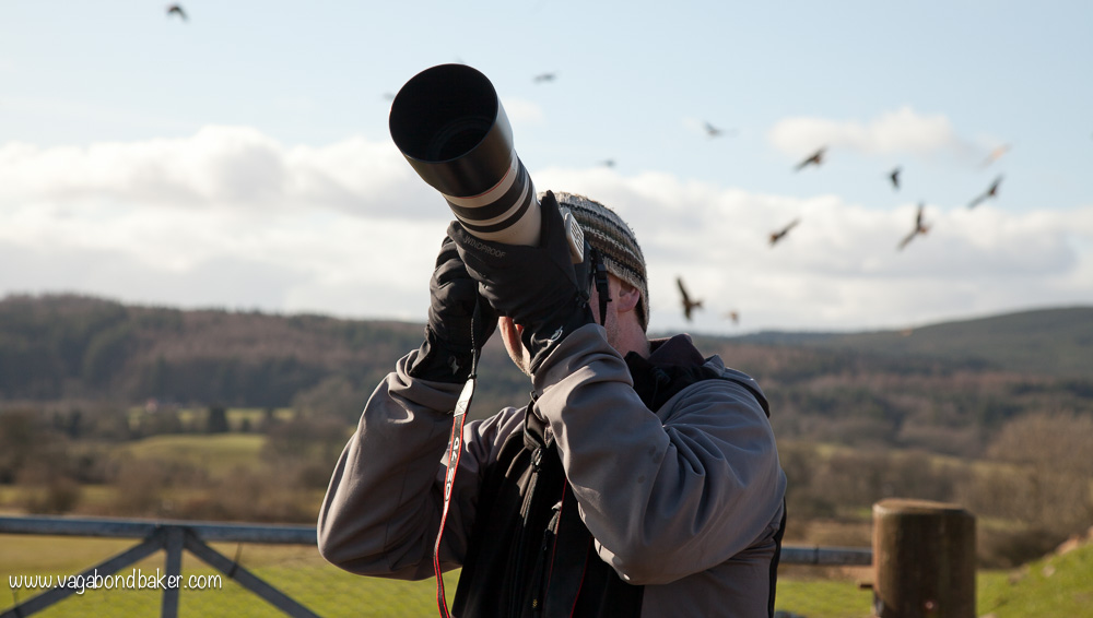Red Kites at Bellymack Hill Farm // Scotland // Dumfries and Galloway