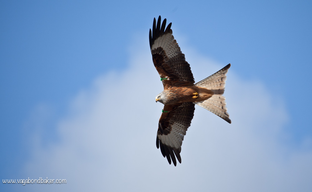 Red Kites at Bellymack Hill Farm // Scotland // Dumfries and Galloway