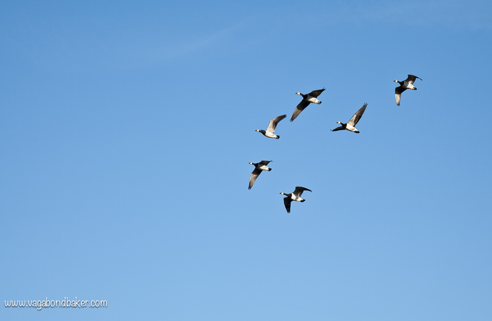 WWT Caerlaverock // Solway Firth // Scotland
