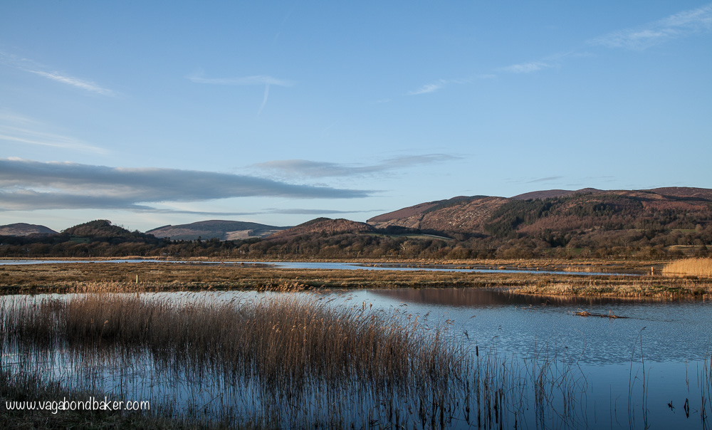 WWT Caerlaverock // Solway Firth // Scotland