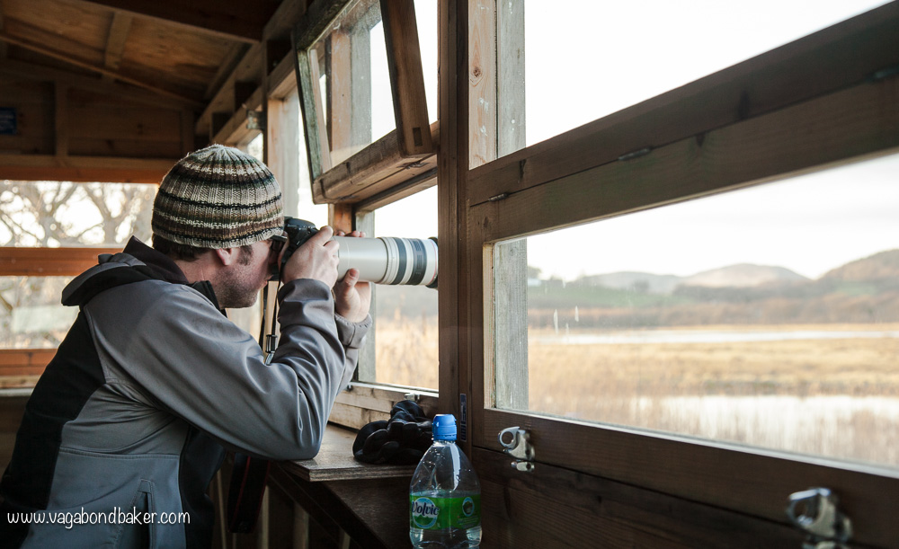 WWT Caerlaverock // Solway Firth // Scotland