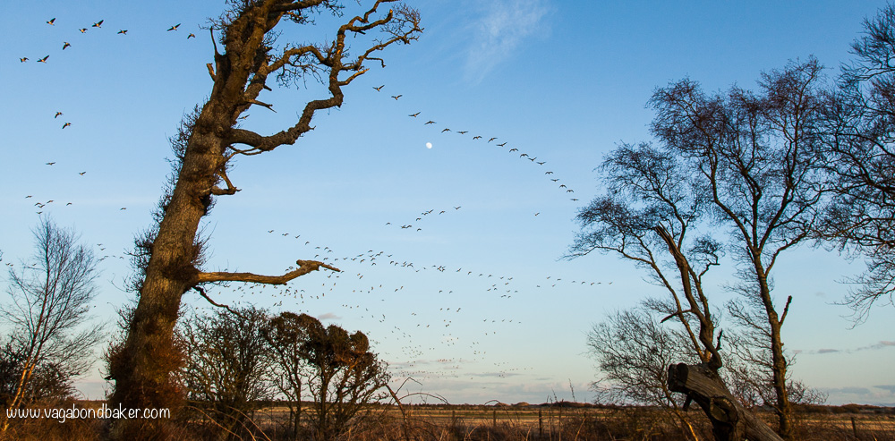 WWT Caerlaverock // Solway Firth // Scotland