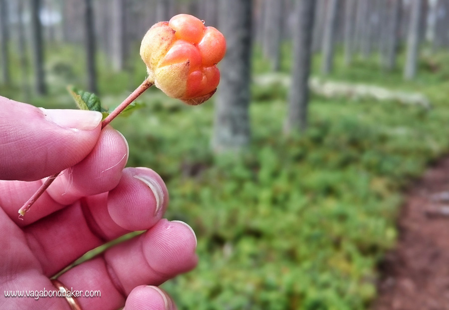 50 Finland Summer Cloudberry