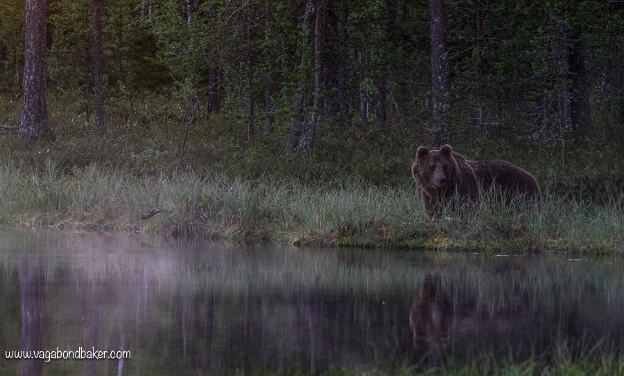 Finland Summer Bear