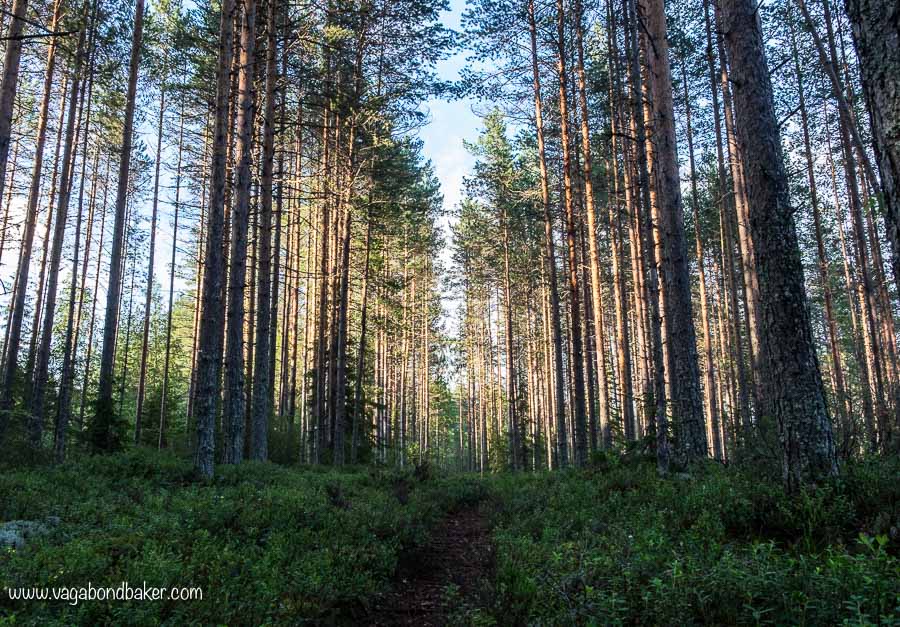 Finland Summer golden forest
