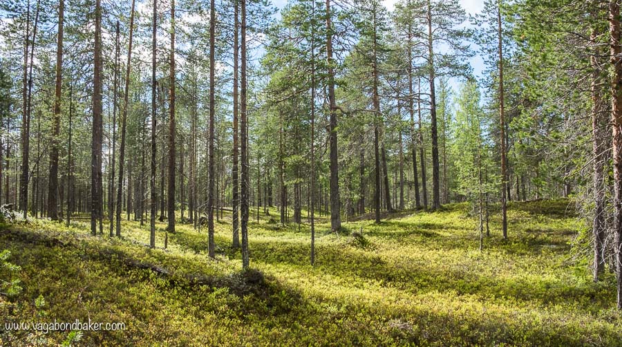 Finland Summer Pyhä-Luosto Forest