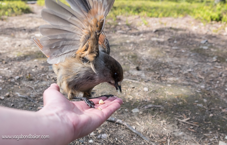Finland Summer Pyhä-Luosto Jay