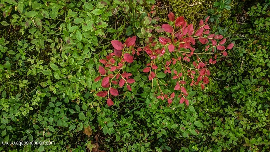 50 Finland Summer season changing